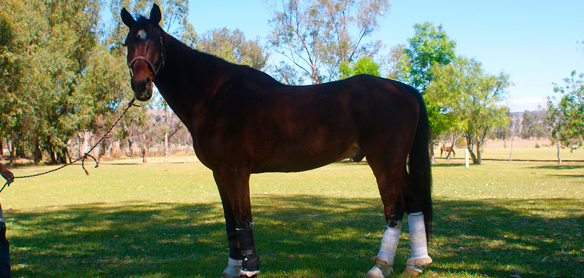 Residencial El Molino Country & Lifestyle